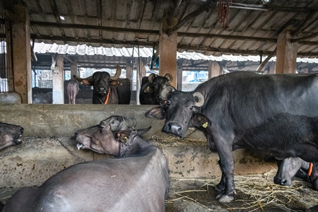 Farmed Indian buffaloes chained up in a line on an urban dairy farm or tabela, Aarey milk colony, Mumbai, India, 2023