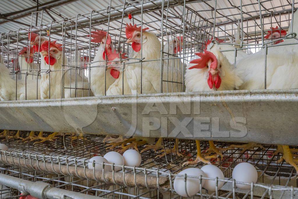 Several layer hens or chickens standing on wire in battery cages on a poultry layer farm or egg farm in rural Maharashtra, India, 2021