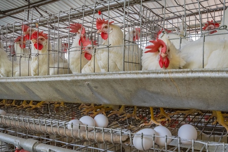 Several layer hens or chickens standing on wire in battery cages on a poultry layer farm or egg farm in rural Maharashtra, India, 2021