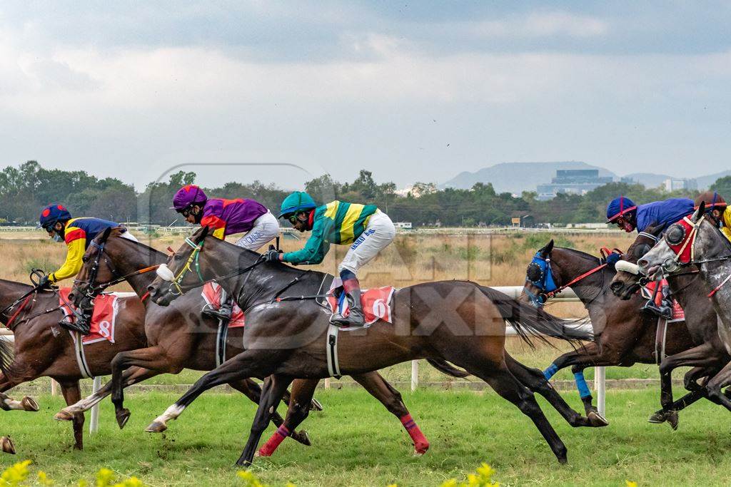Indian horses and jockeys racing in horse race at Pune racecourse, Maharashtra, India, 2021