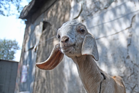 Photo of Indian goat in the street in a city in India