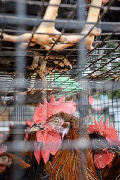 Indian chickens or hens on sale in cages with feet of chickens above them at a live animal market on the roadside at Juna Bazaar in Pune, Maharashtra, India, 2021