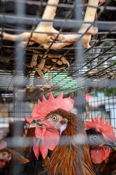 Indian chickens or hens on sale in cages with feet of chickens above them at a live animal market on the roadside at Juna Bazaar in Pune, Maharashtra, India, 2021