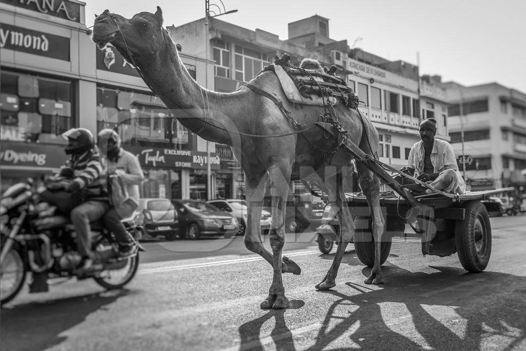 Camel in harness pulling cart with man in urban city street