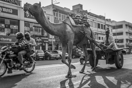 Camel in harness pulling cart with man in urban city street