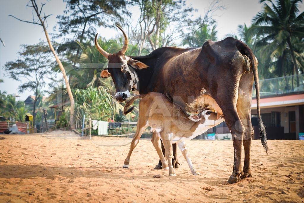 Mother and baby street cows on beach in Goa in India with baby calf suckling milk from mother