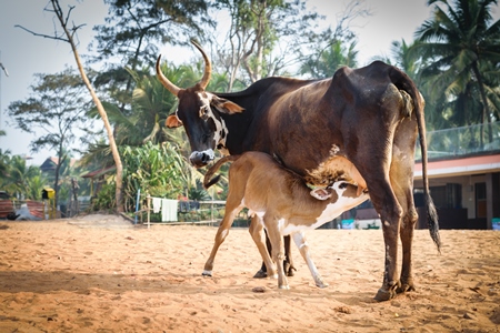 Mother and baby street cows on beach in Goa in India with baby calf suckling milk from mother