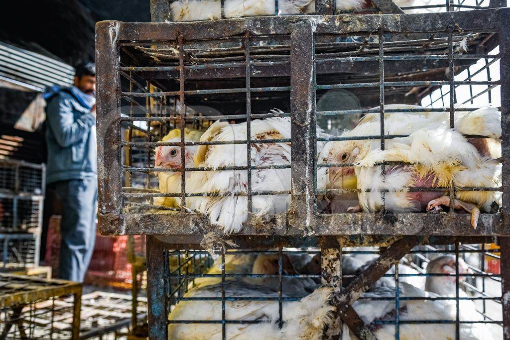 Indian broiler chickens packed into small dirty cages or crates at Ghazipur murga mandi, Ghazipur, Delhi, India, 2022