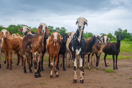 Herd of Indian goats and sheep  in field in Maharashtra in India