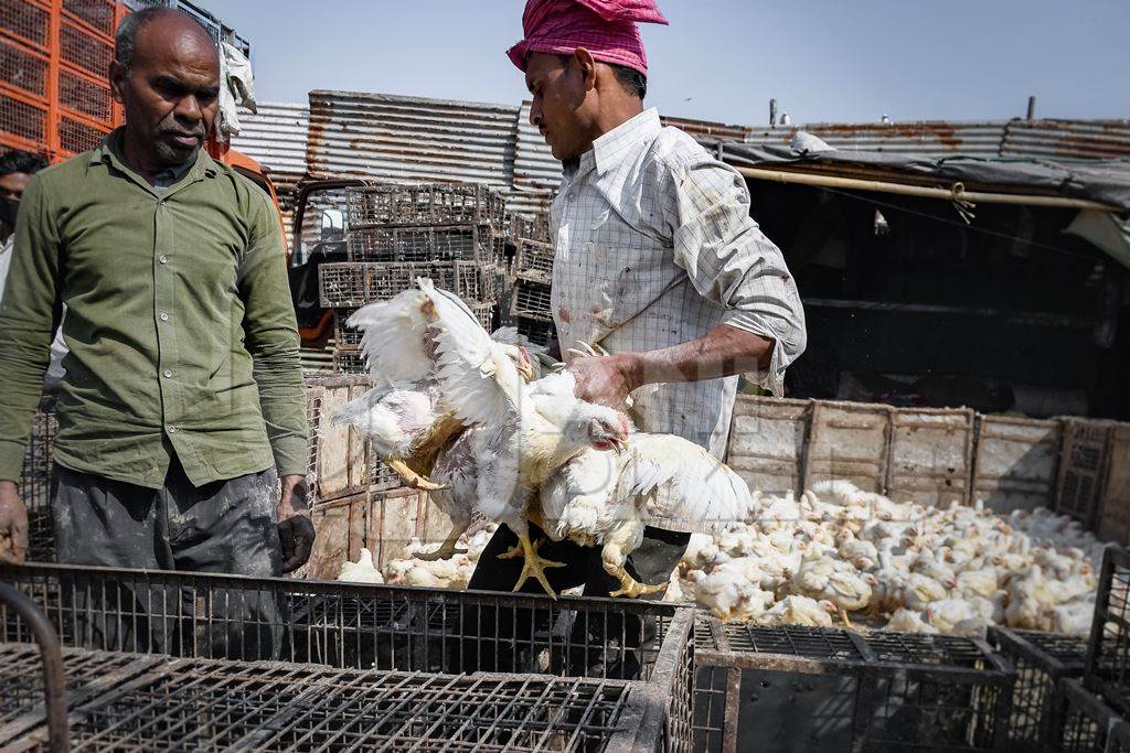 Worker handling Indian broiler chickens at Ghazipur murga mandi, Ghazipur, Delhi, India, 2022