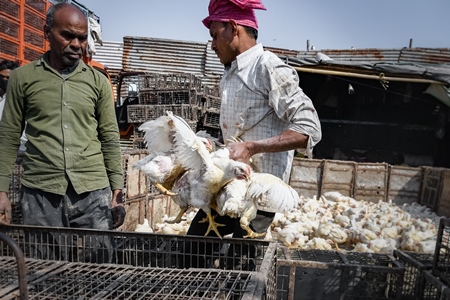 Worker handling Indian broiler chickens at Ghazipur murga mandi, Ghazipur, Delhi, India, 2022