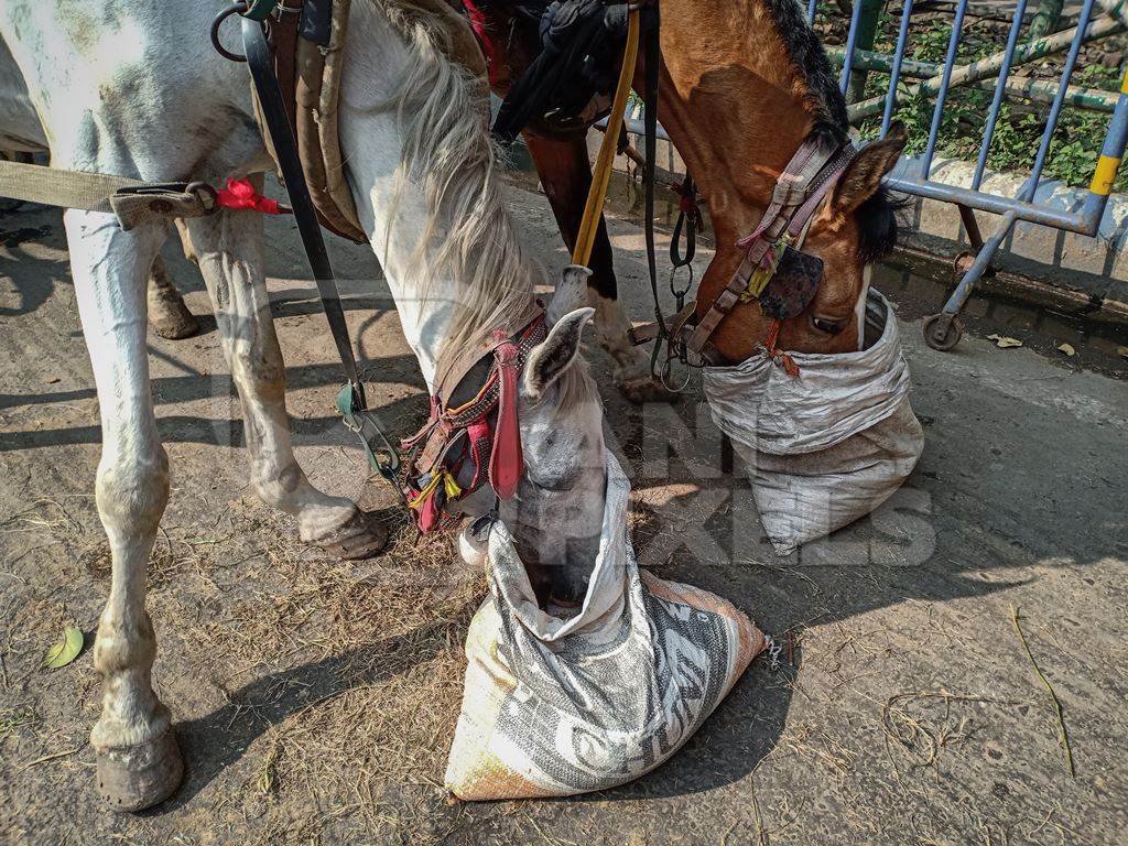 Horses used for horse-drawn tourist carriages, in poor condition and eating from sacks in front of Victoria Memorial, Kolkata, India, 2021