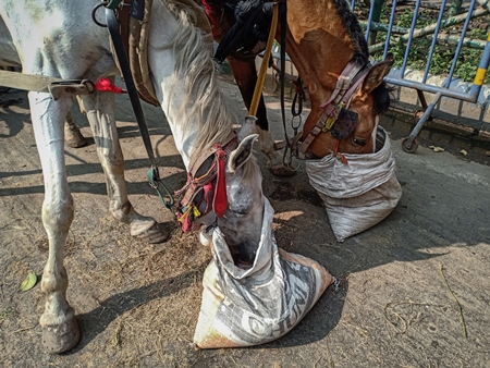 Horses used for horse-drawn tourist carriages, in poor condition and eating from sacks in front of Victoria Memorial, Kolkata, India, 2021