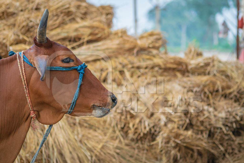 Brown cow with haystack in background tied up in village in rural Bihar