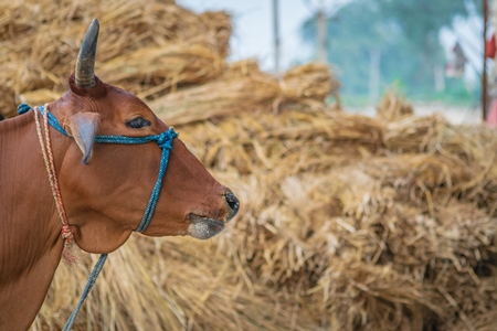 Brown cow with haystack in background tied up in village in rural Bihar