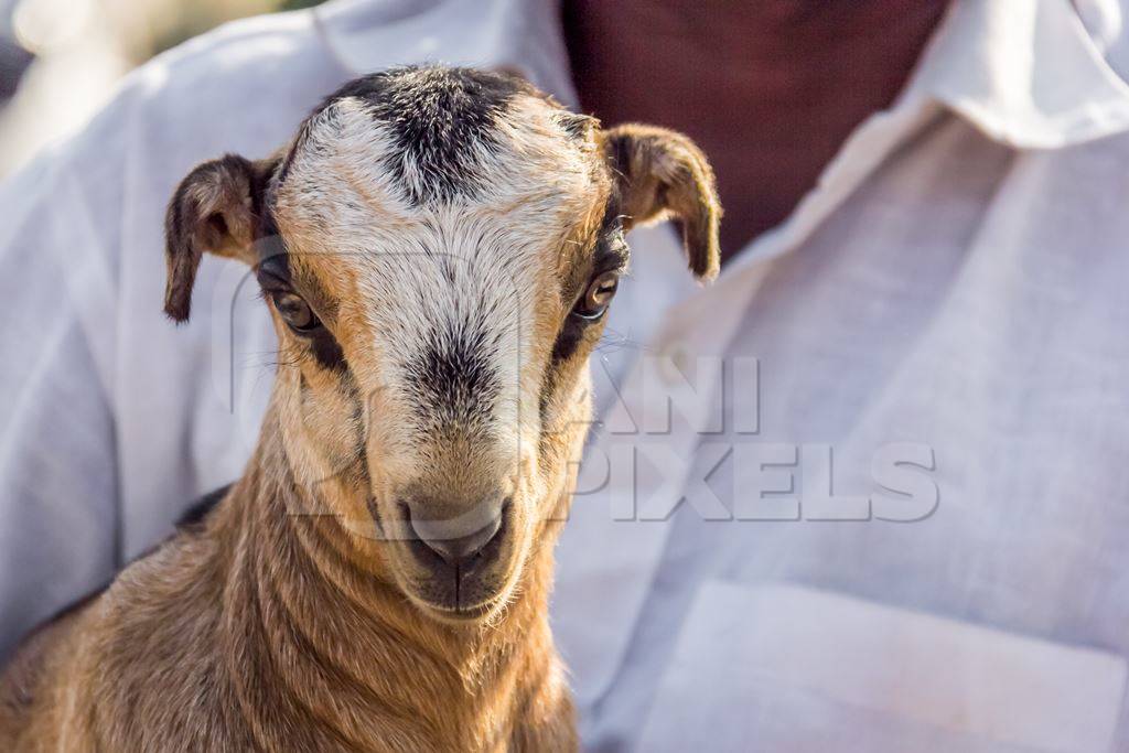 Farmer holding small cute baby goat in an urban city