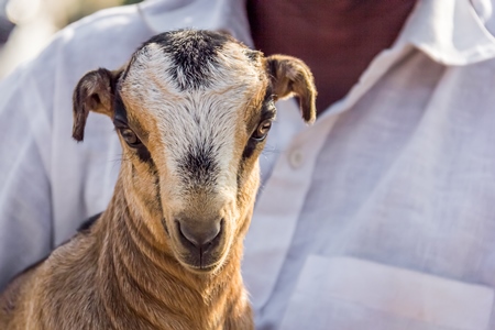 Farmer holding small cute baby goat in an urban city