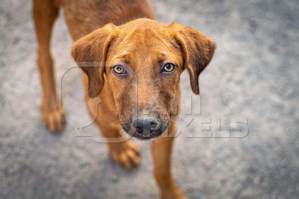 Stray Indian street dog puppy or Indian pariah dog puppy on street, Maharashtra, India, 2021