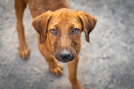 Stray Indian street dog puppy or Indian pariah dog puppy on street, Maharashtra, India, 2021