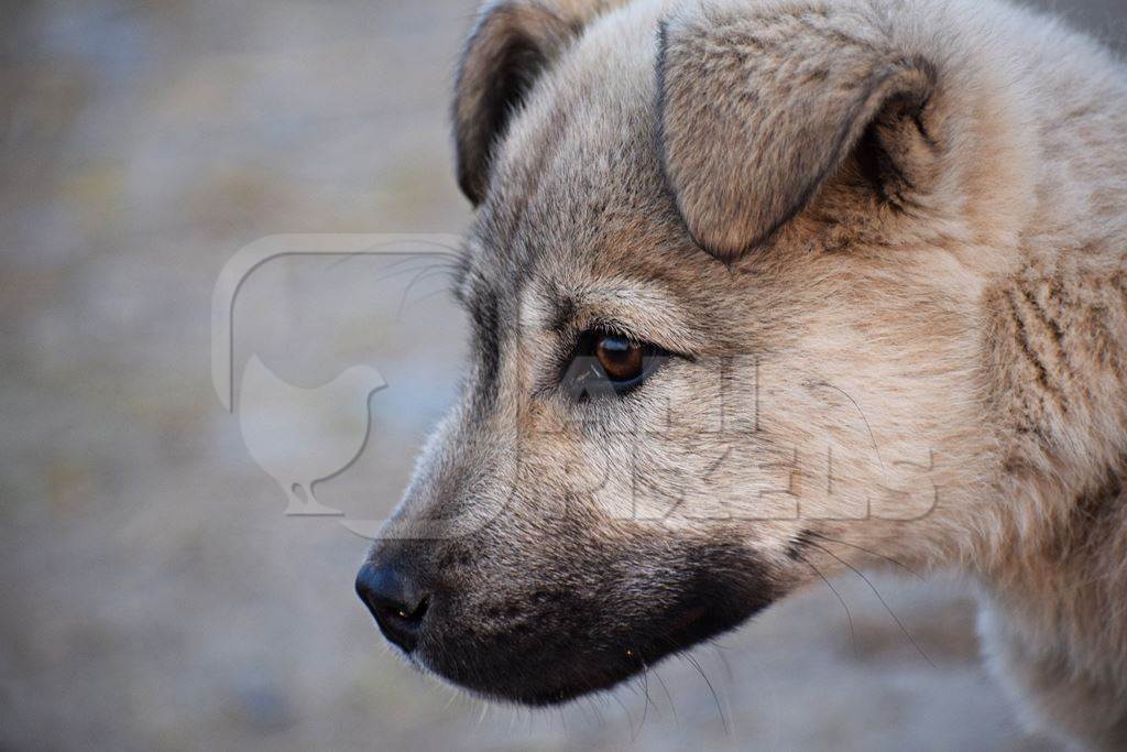 Close up of face of fluffy street puppy