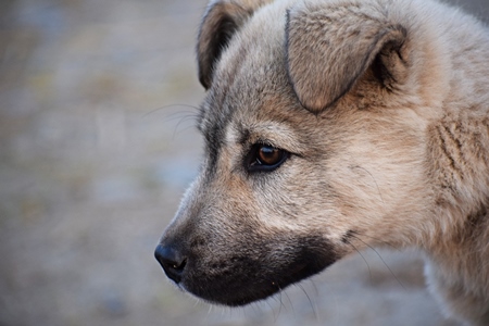 Close up of face of fluffy street puppy