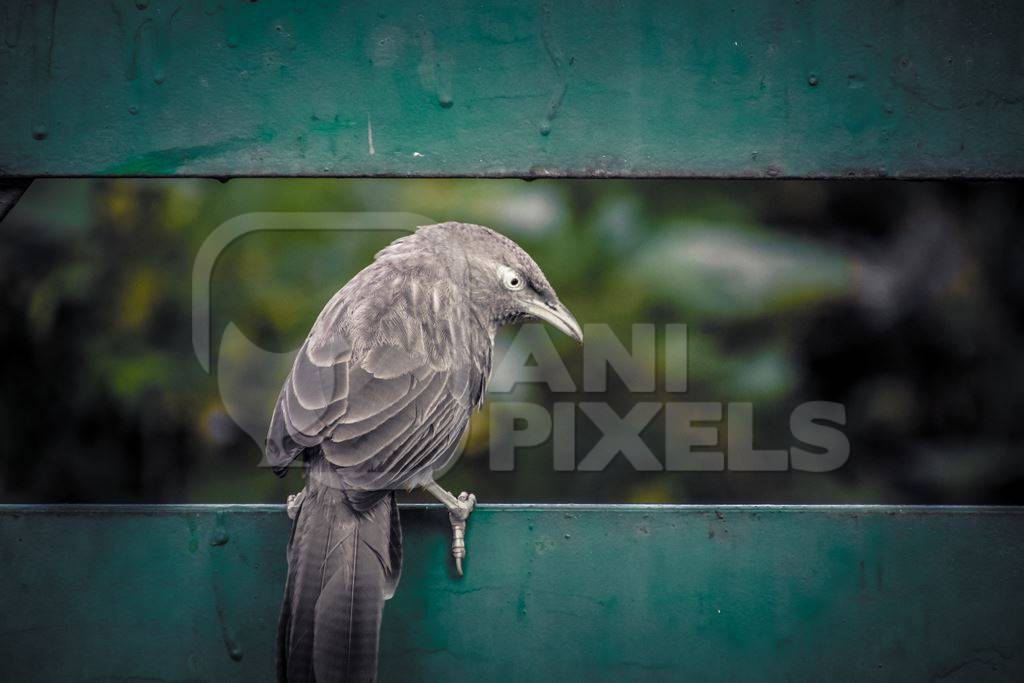 Indian jungle babbler bird sitting on green fence, India