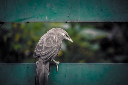 Indian jungle babbler bird sitting on green fence, India