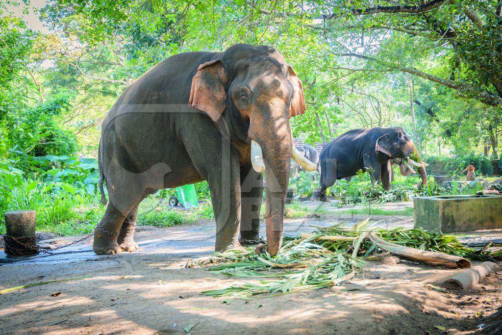 Elephants chained up at Punnathur Kota elephant camp near Guruvayur temple, used for temples and religious festivals