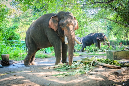 Elephants chained up at Punnathur Kota elephant camp near Guruvayur temple, used for temples and religious festivals