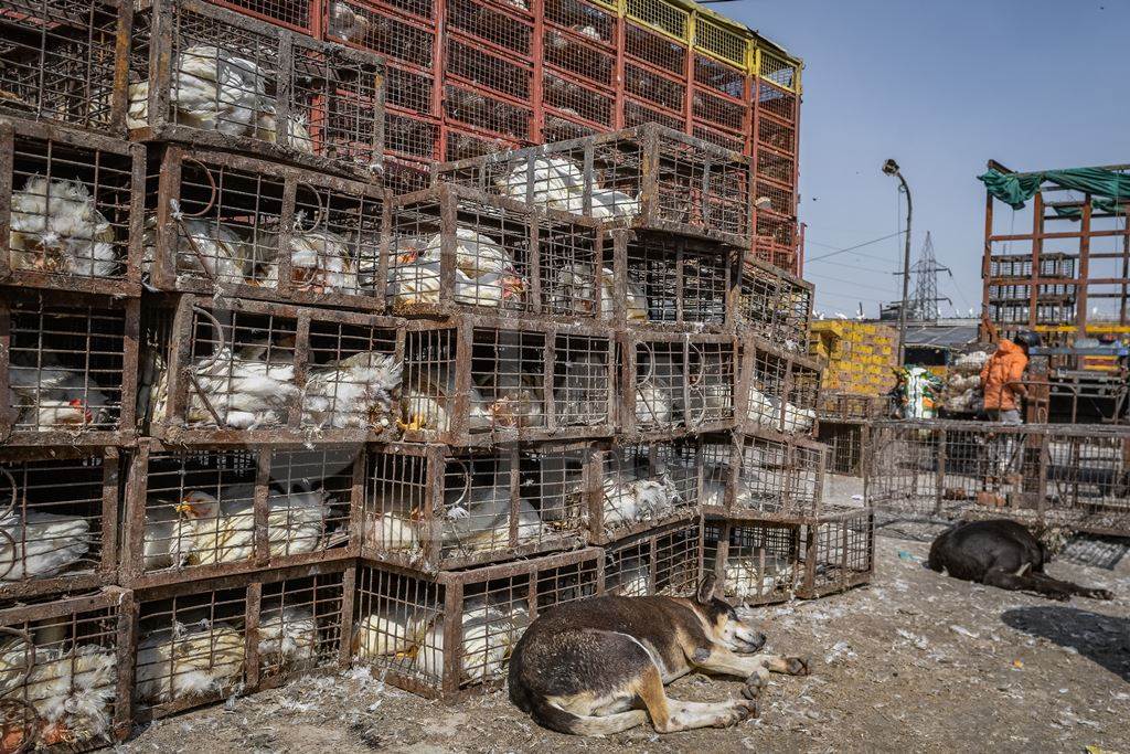 Indian street dog sleeping next to broiler chickens packed into small dirty cages or crates at Ghazipur murga mandi, Ghazipur, Delhi, India, 2022