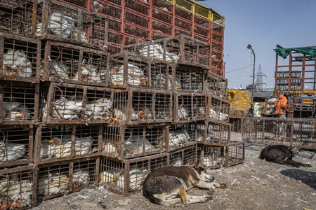 Indian street dog sleeping next to broiler chickens packed into small dirty cages or crates at Ghazipur murga mandi, Ghazipur, Delhi, India, 2022