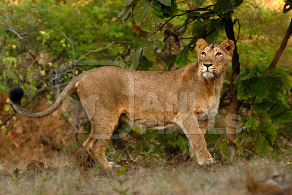 Asiatic lioness in Gir National Park