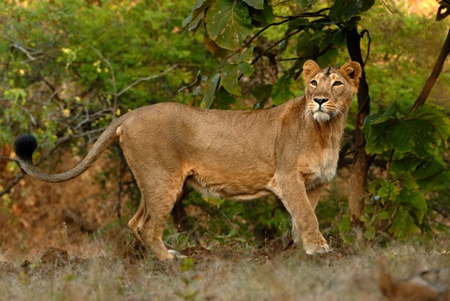 Asiatic lioness in Gir National Park