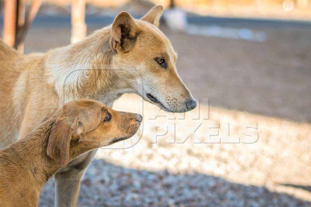 Brown street dog mother with one puppy in the city