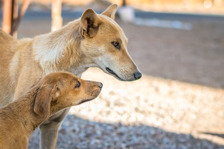 Brown street dog mother with one puppy in the city