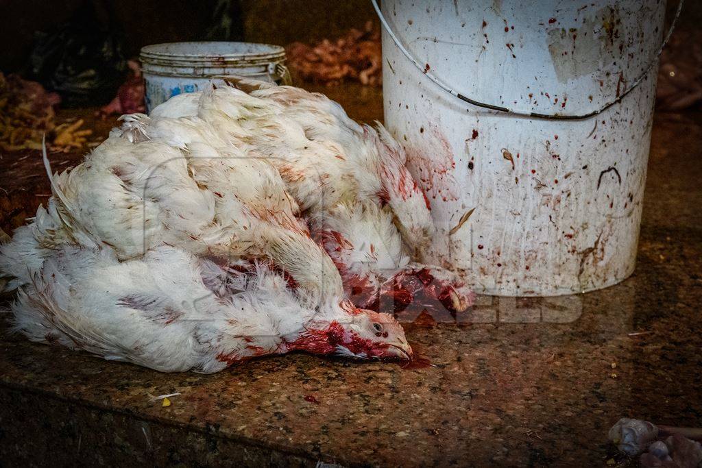 Dead chickens with their throats cut at the chicken meat market inside New Market, Kolkata, India, 2022