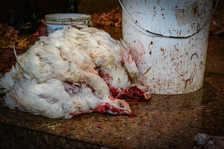 Dead chickens with their throats cut at the chicken meat market inside New Market, Kolkata, India, 2022