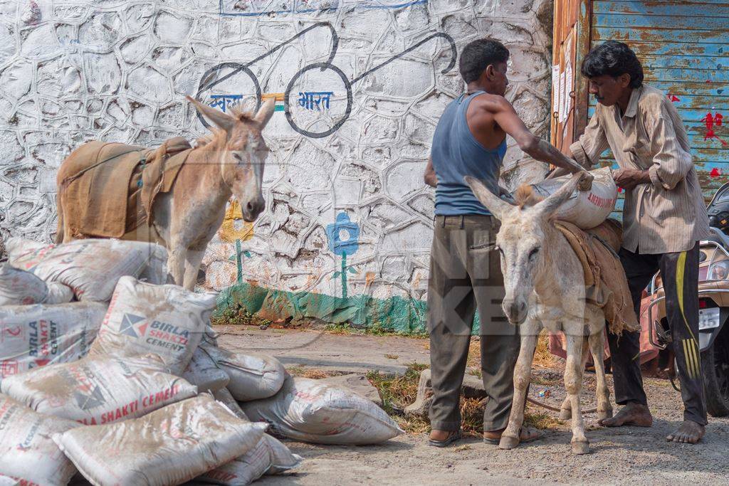 Men with working Indian donkeys used for animal labour to carry heavy sacks of cement in an urban city in Maharashtra in India
