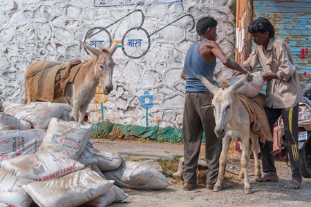 Men with working Indian donkeys used for animal labour to carry heavy sacks of cement in an urban city in Maharashtra in India