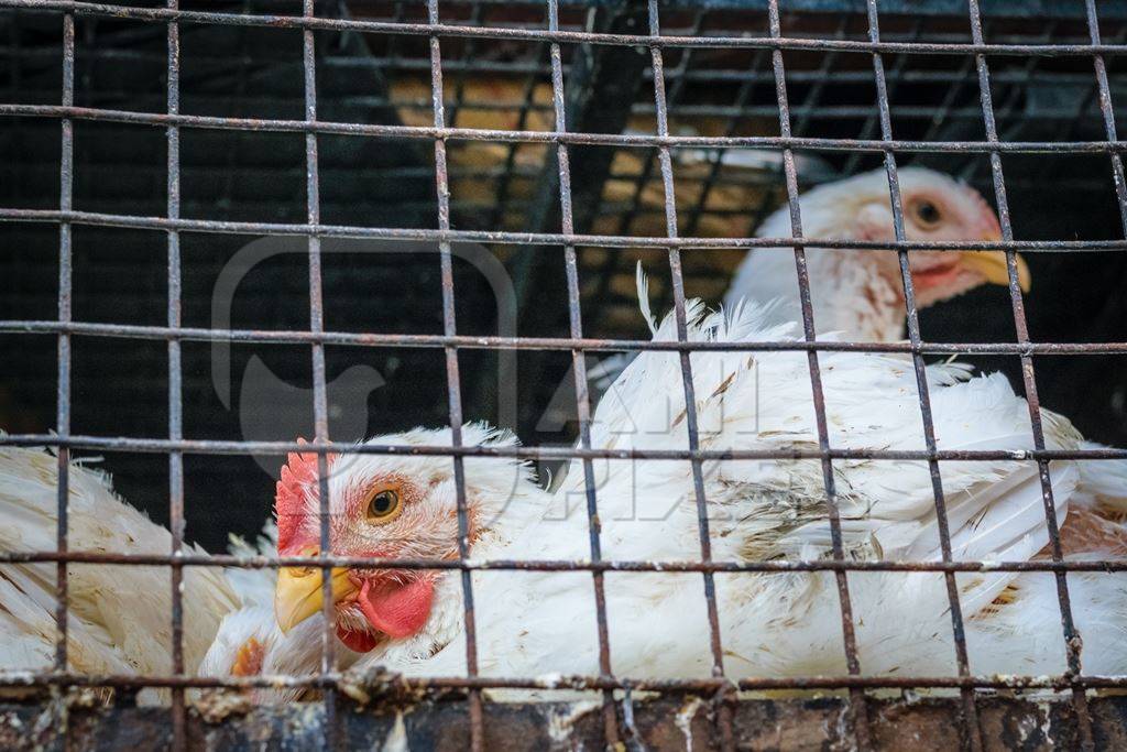 Broiler chickens packed into a cage at a chicken shop