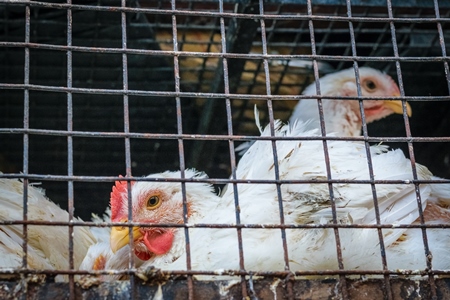 Broiler chickens packed into a cage at a chicken shop