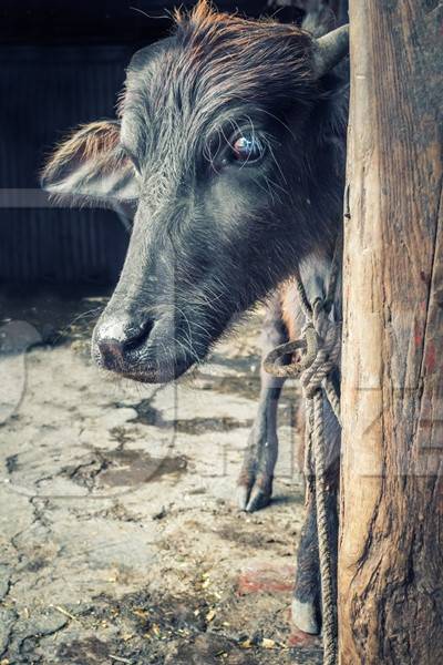 Small buffalo calf tied up to a post in an urban dairy