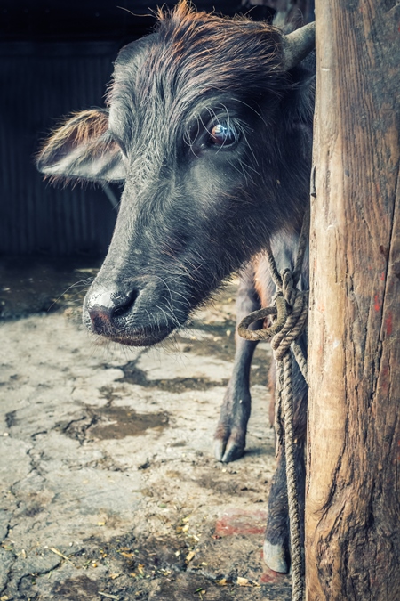 Small buffalo calf tied up to a post in an urban dairy