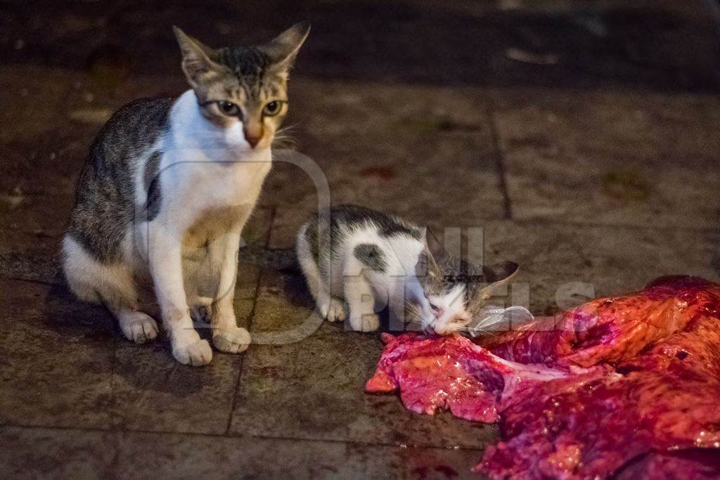 Street or stray cat and kitten  eating piece of meat in Crawford meat market, in Mumbai, India