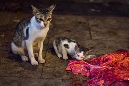 Street or stray cat and kitten  eating piece of meat in Crawford meat market, in Mumbai, India