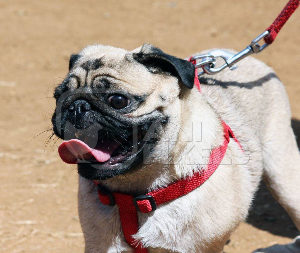Panting pug pedigree dog kept as pet on leash