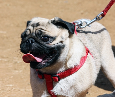 Panting pug pedigree dog kept as pet on leash
