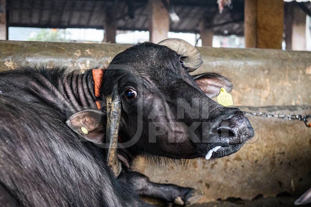 Sad farmed Indian buffalo chained up on an urban dairy farm or tabela, Aarey milk colony, Mumbai, India, 2023