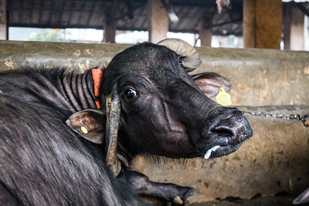 Sad farmed Indian buffalo chained up on an urban dairy farm or tabela, Aarey milk colony, Mumbai, India, 2023