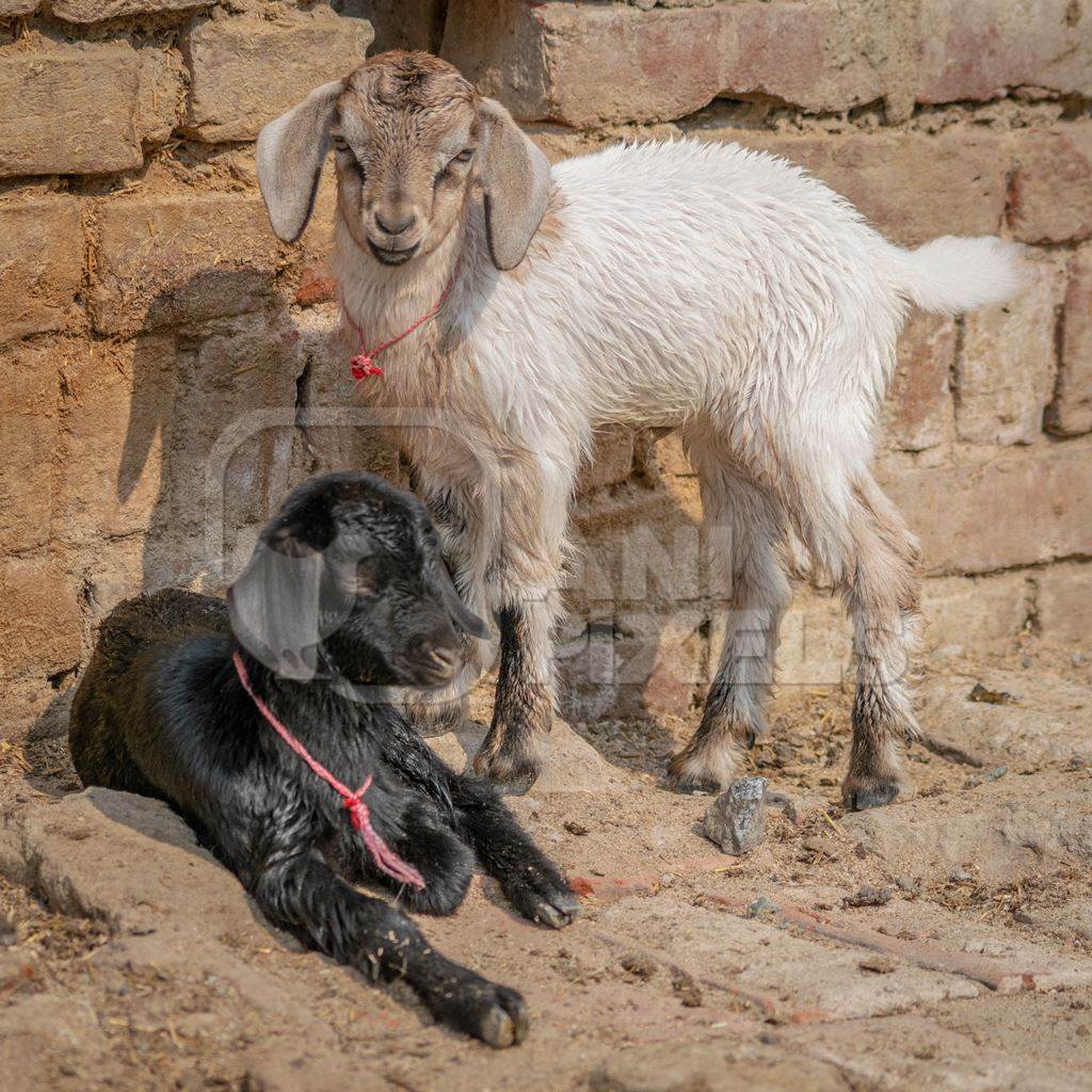 Two cute baby goats in a village in rural Bihar